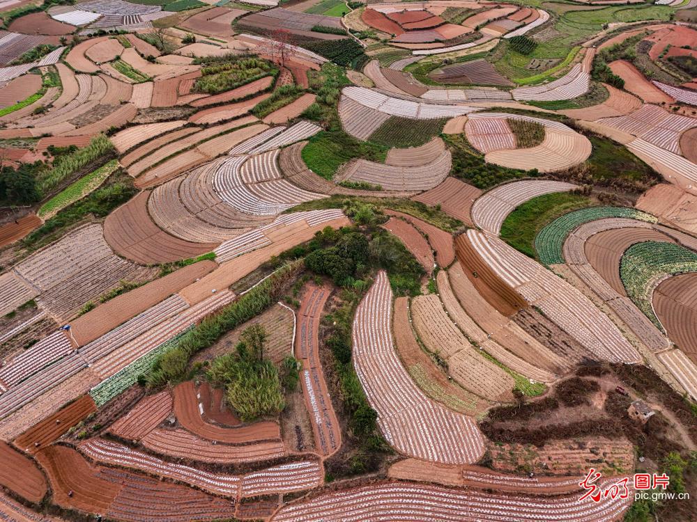 Spring farming scene unfolds in S China's Guangxi