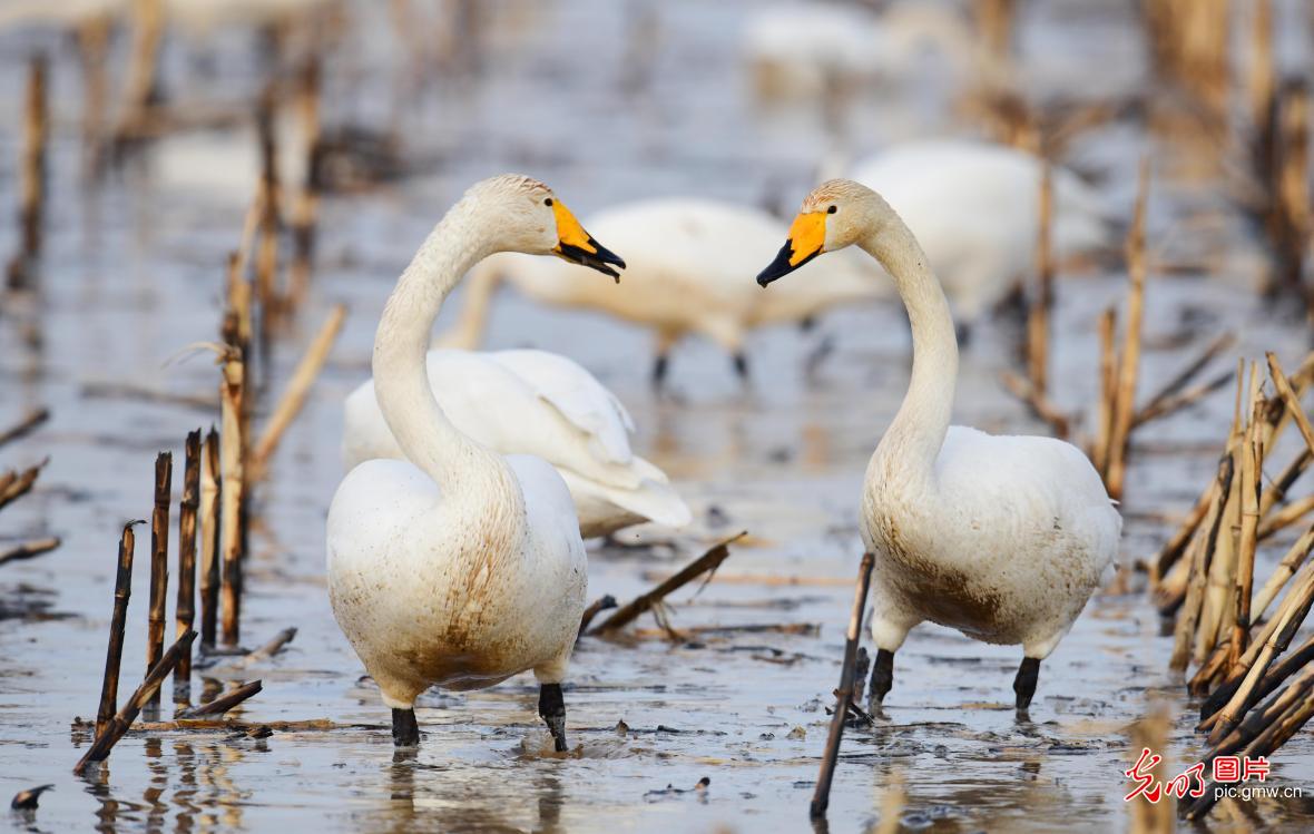 Migrating swans grace wetlands in N China's Inner Mongolia