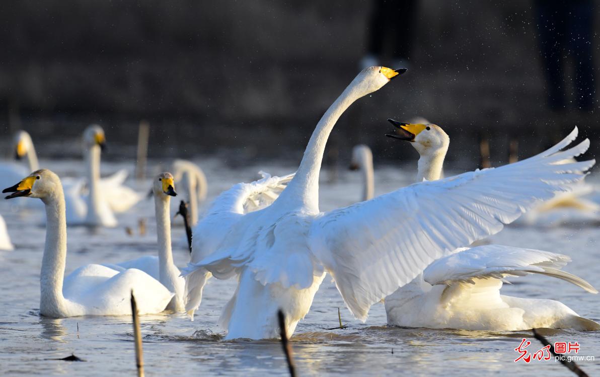 Migrating swans grace wetlands in N China's Inner Mongolia