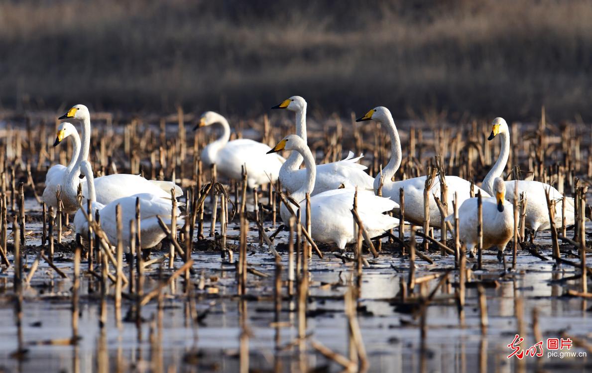 Migrating swans grace wetlands in N China's Inner Mongolia