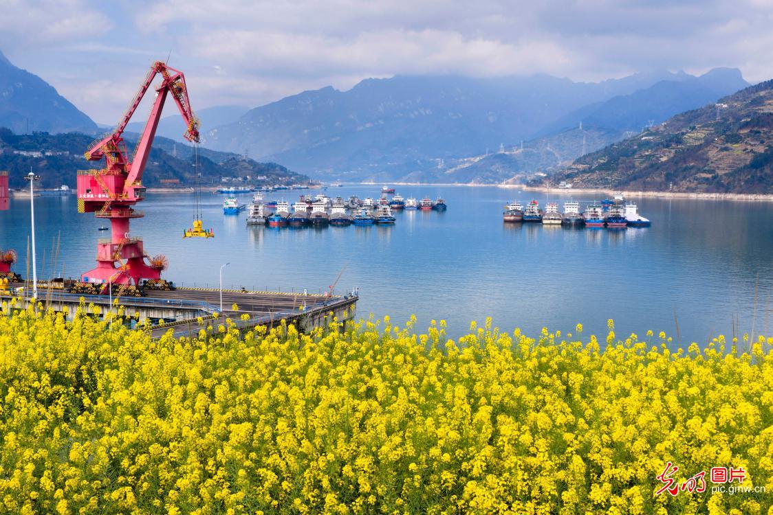 Ships gather at lock anchorage upstream of Three Gorges Dam in central China