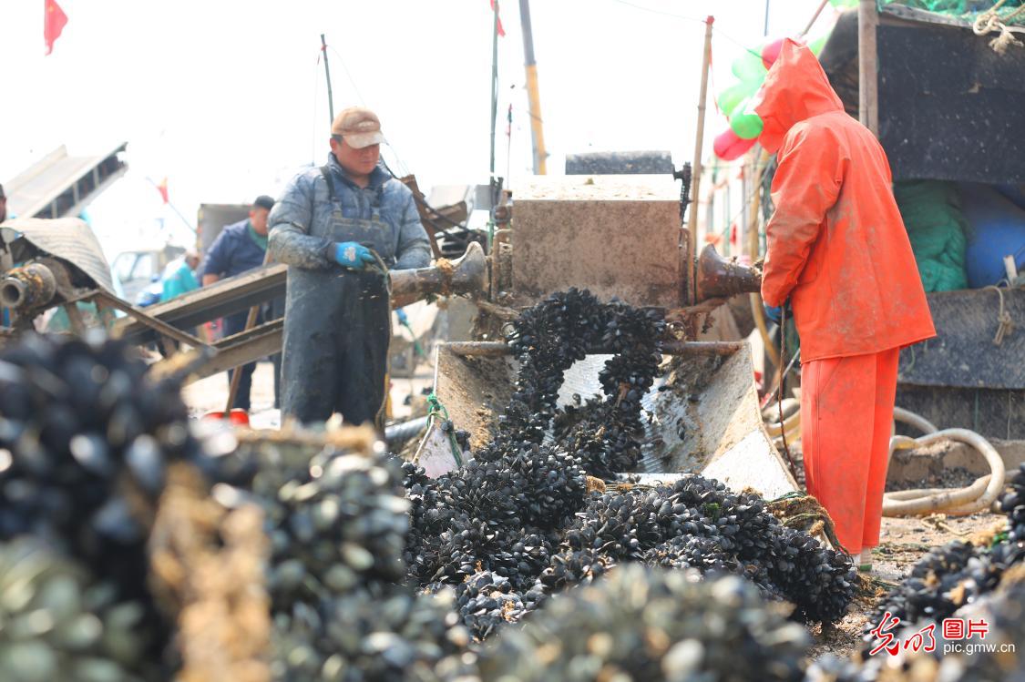 Mussel harvest brings busy scene to fishing port in E China's Shandong
