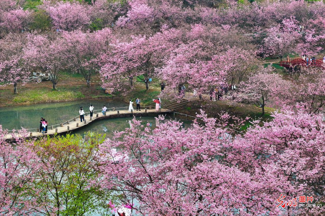 Cherry blossoms herald spring in central China's Hunan