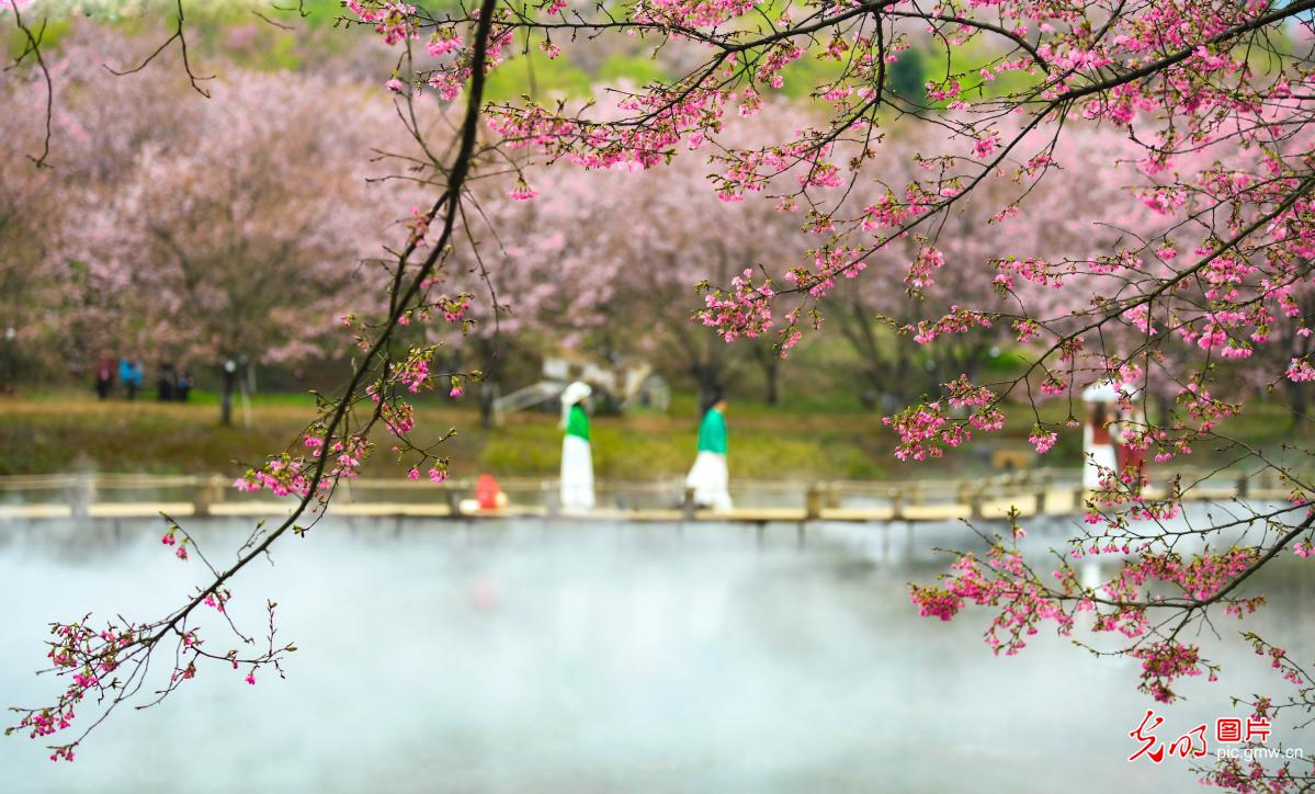 Cherry blossoms herald spring in central China's Hunan