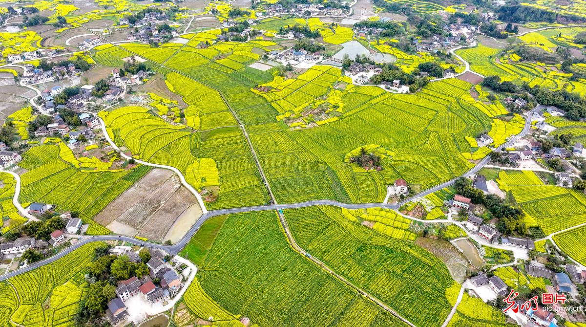 Rapeseed blossoms create picturesque spring scene in SW China's Chongqing Rapeseed blossoms create picturesque spring scene in SW China's Chongqing