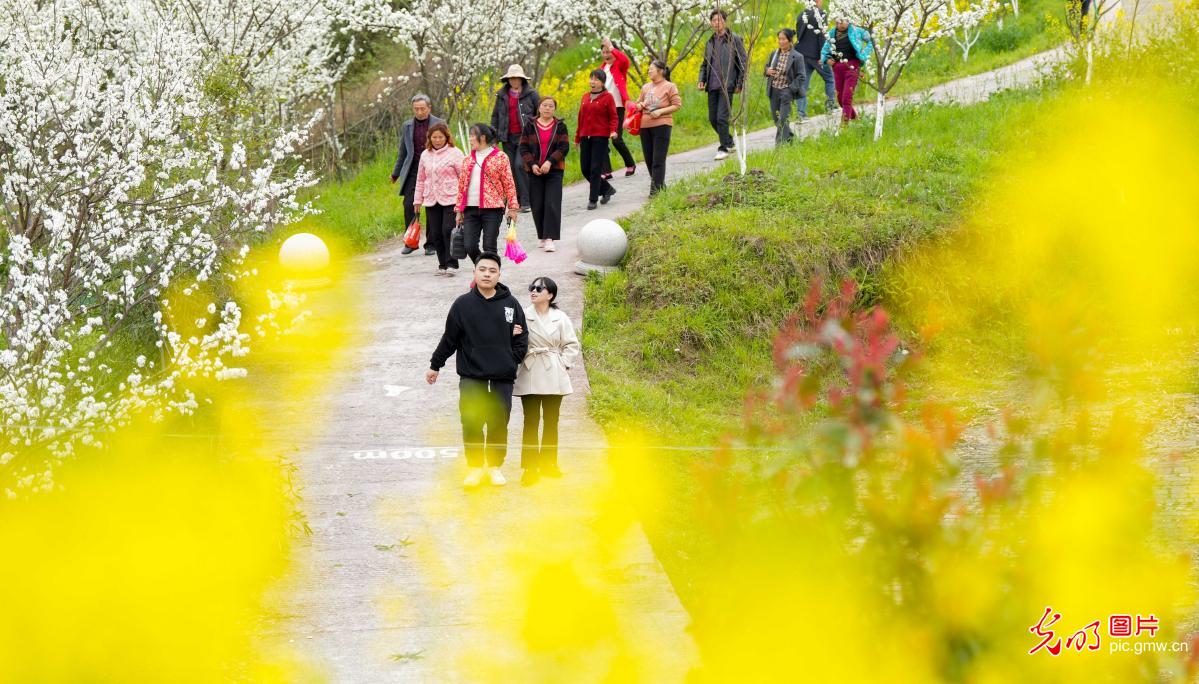 Rapeseed blossoms create picturesque spring scene in SW China's Chongqing Rapeseed blossoms create picturesque spring scene in SW China's Chongqing