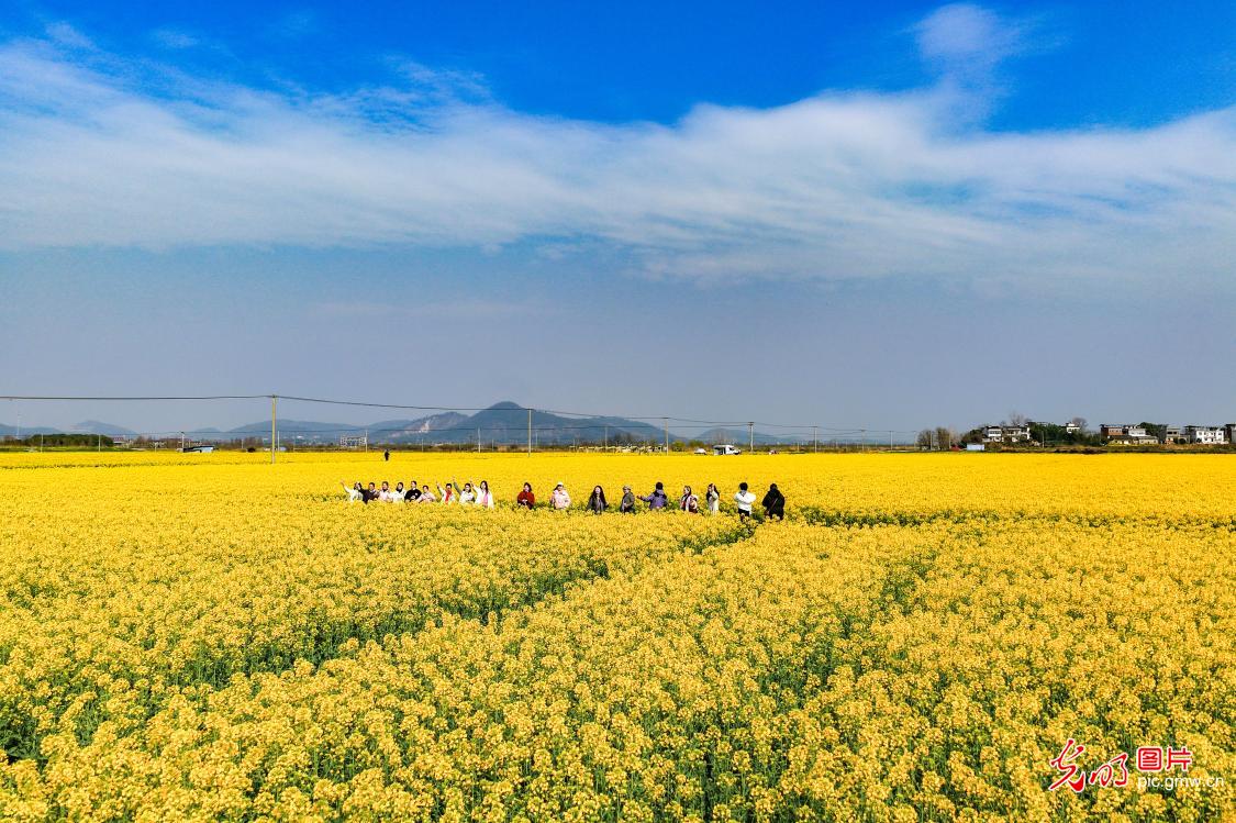 Rapeseed blossoms boost rural tourism in E China's Anhui