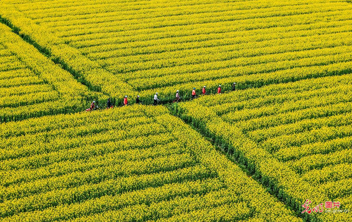 Rapeseed blossoms boost rural tourism in E China's Anhui