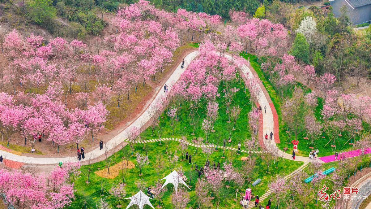 Cherry blossoms draw visitors to spring outing in E China's Jiangxi
