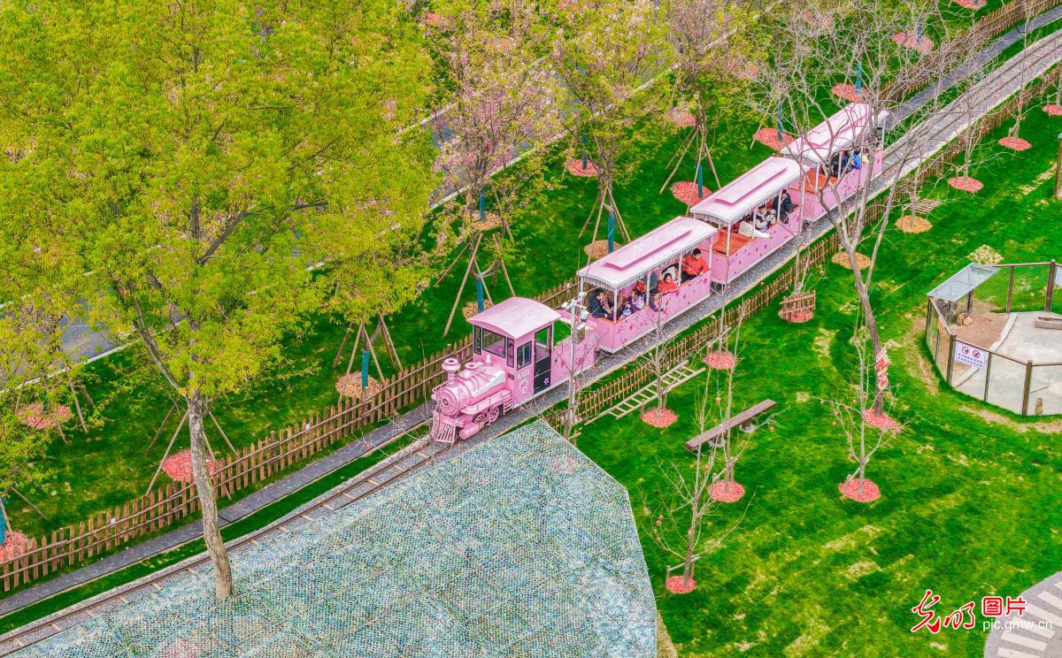 Cherry blossoms draw visitors to spring outing in E China's Jiangxi