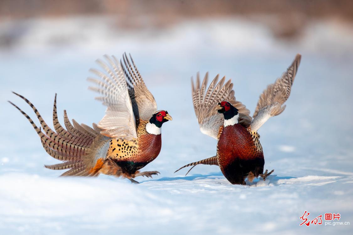 Colorful pheasants enliven early spring wetland landscape