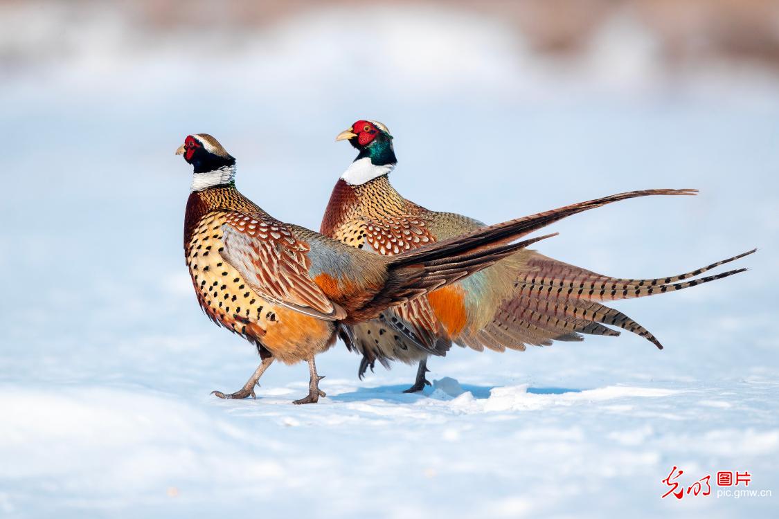 Colorful pheasants enliven early spring wetland landscape
