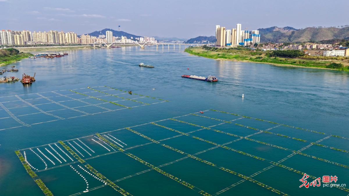 Artificial fish nests help protect aquatic ecology in Pearl River Artificial fish nests help protect aquatic ecology in Pearl River