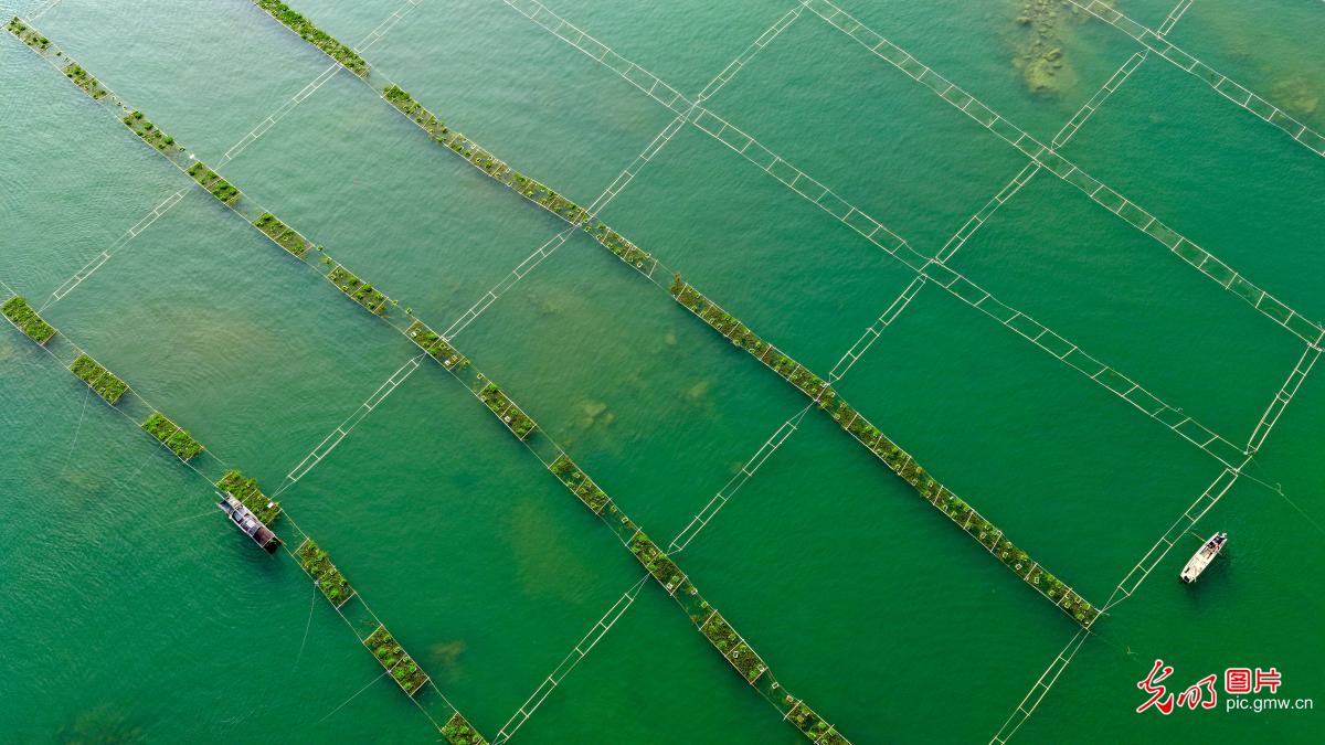 Artificial fish nests help protect aquatic ecology in Pearl River Artificial fish nests help protect aquatic ecology in Pearl River