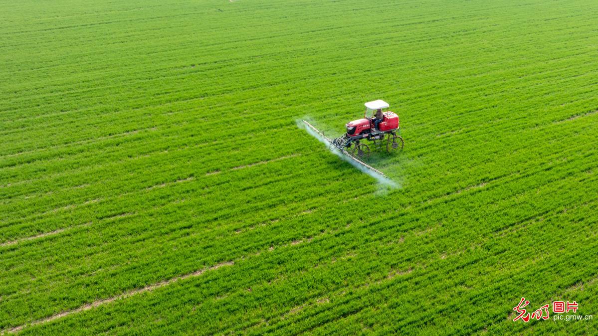 Spring field management underway during wheat greening period