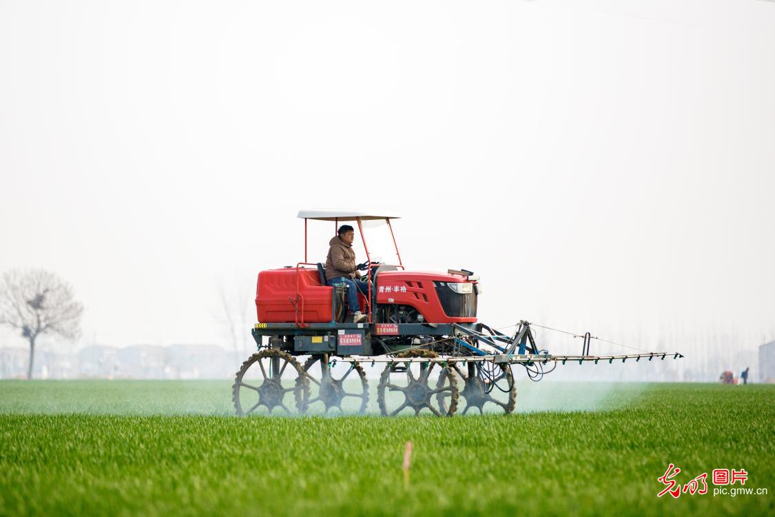 Spring field management underway during wheat greening period