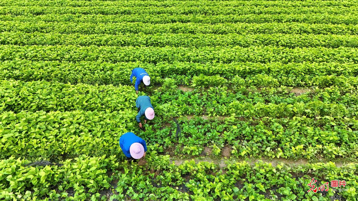 Farmers across China busy with spring planting and field management Farmers across China busy with spring planting and field management