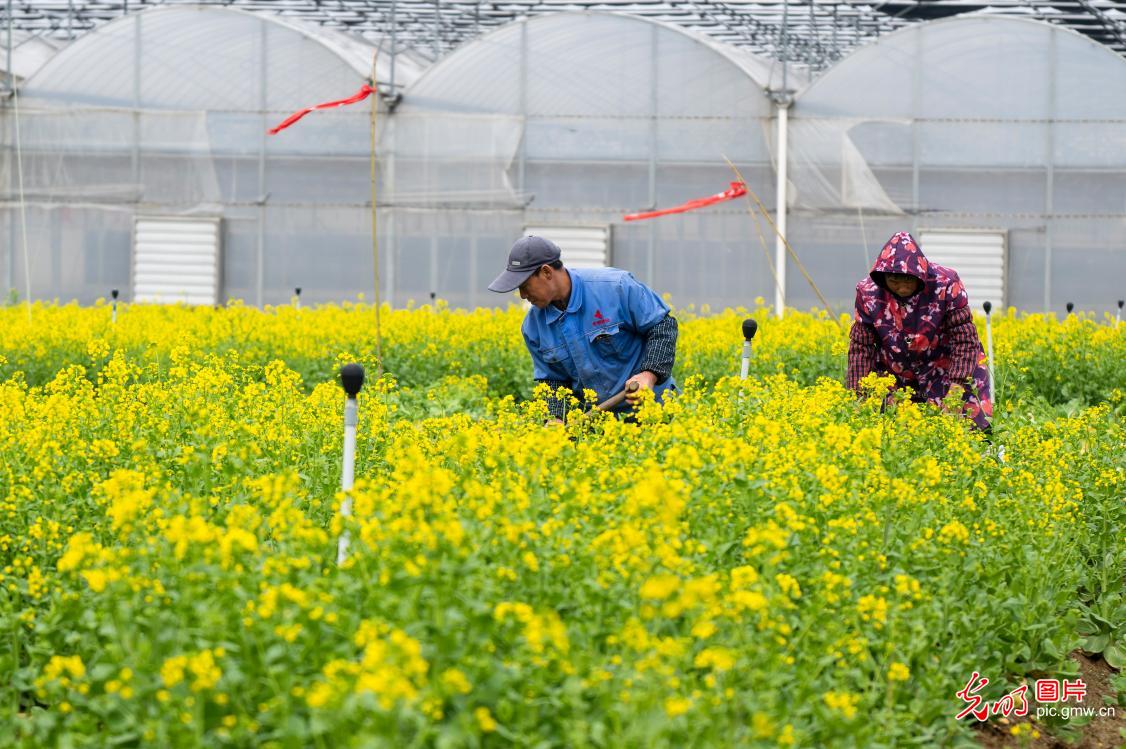 Farmers across China busy with spring planting and field management Farmers across China busy with spring planting and field management