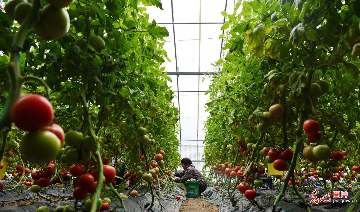 Farmers across China busy with spring planting and field management Farmers across China busy with spring planting and field management