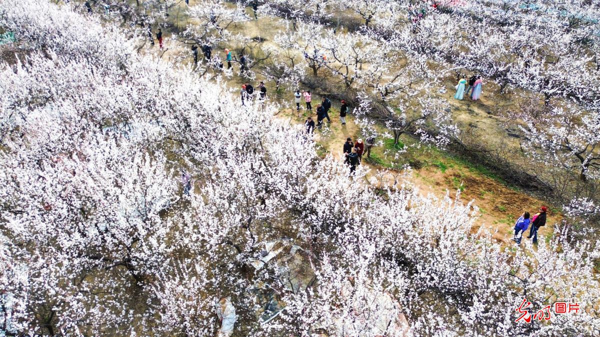 Apricot blossoms blanket hills in Central China's Henan