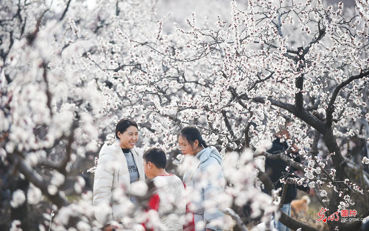 Apricot blossoms blanket hills in Central China's Henan
