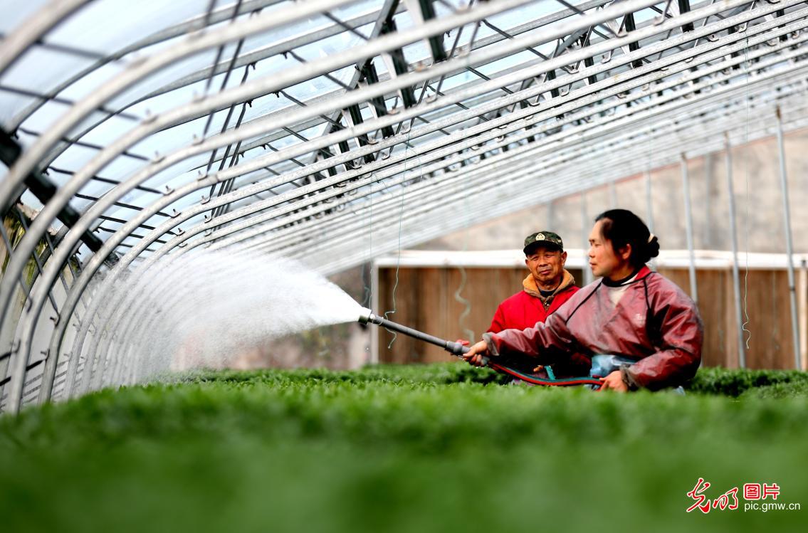 Spring farming in full swing across China