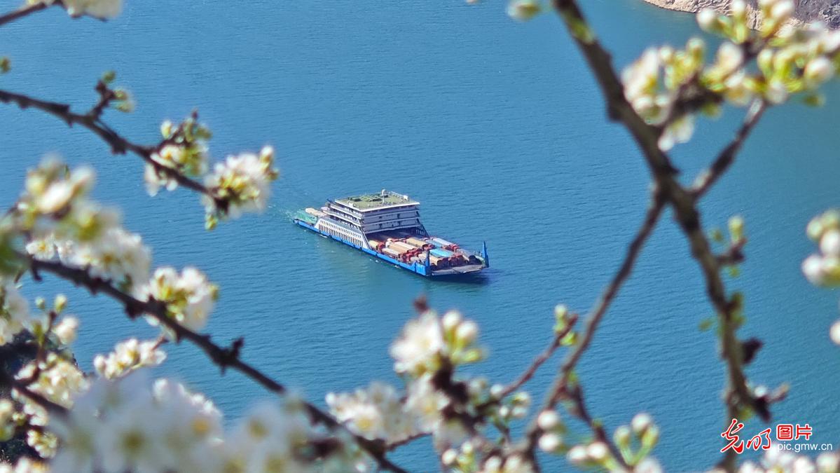 Magnificent spring scenery of plum blossoms in Wushan Magnificent spring scenery of plum blossoms in Wushan
