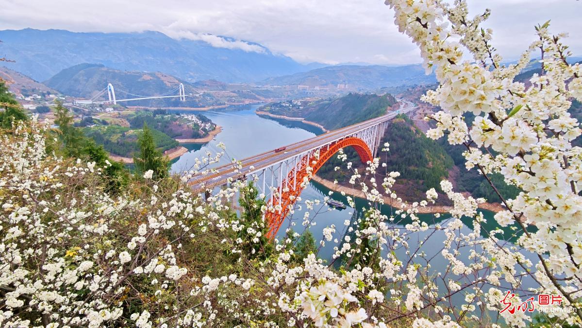 Magnificent spring scenery of plum blossoms in Wushan Magnificent spring scenery of plum blossoms in Wushan