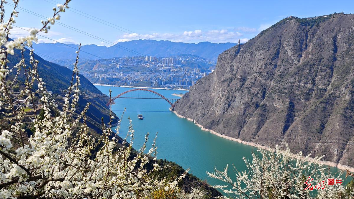 Magnificent spring scenery of plum blossoms in Wushan Magnificent spring scenery of plum blossoms in Wushan