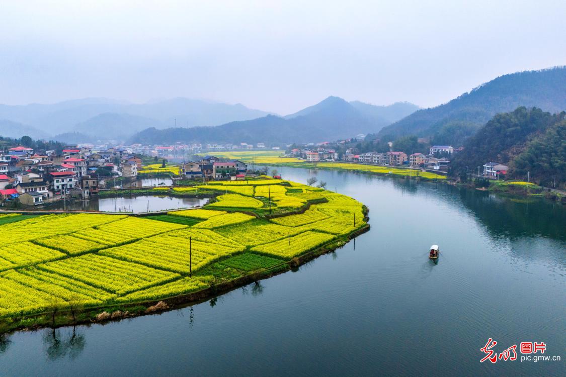 Rapeseed blossoms paint spring scene in C China's Hunan