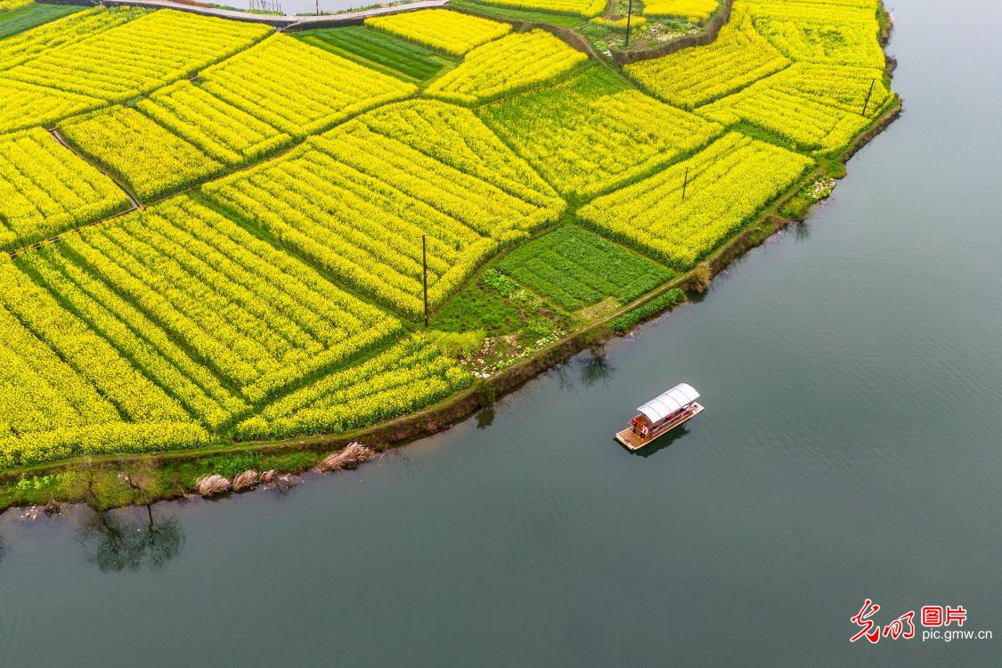 Rapeseed blossoms paint spring scene in C China's Hunan