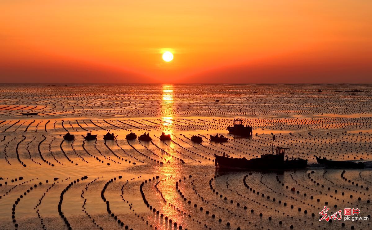 Morning kelp harvest at marine ranch in E China's Shandong