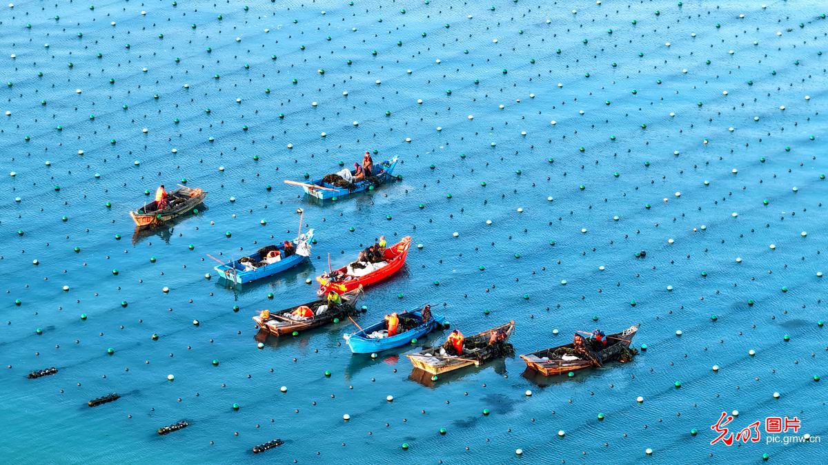 Morning kelp harvest at marine ranch in E China's Shandong