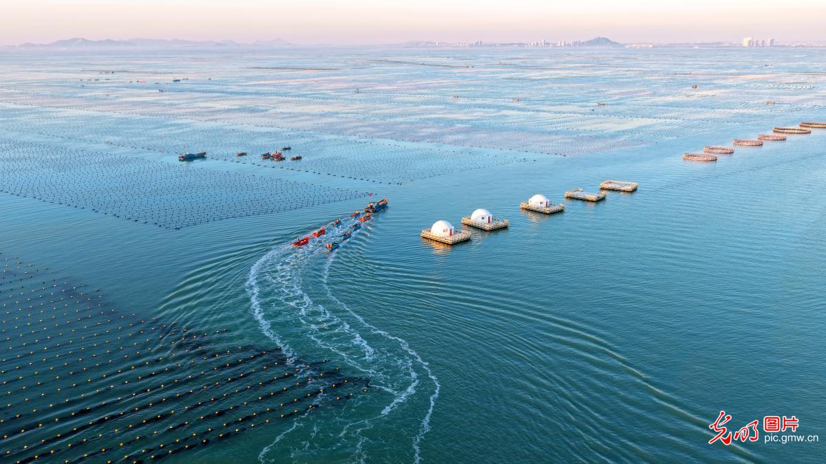 Morning kelp harvest at marine ranch in E China's Shandong