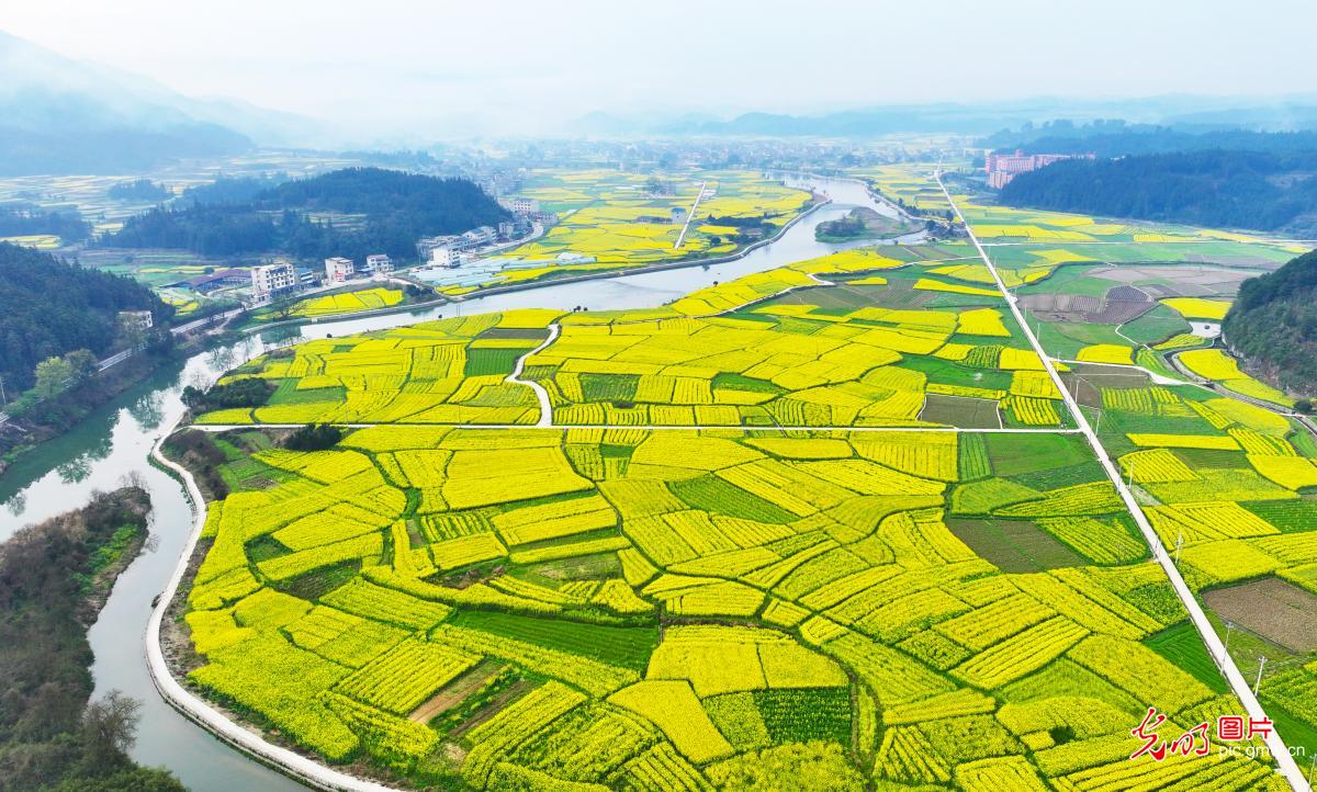 Rapeseed flowers in full bloom in SW China's Guizhou