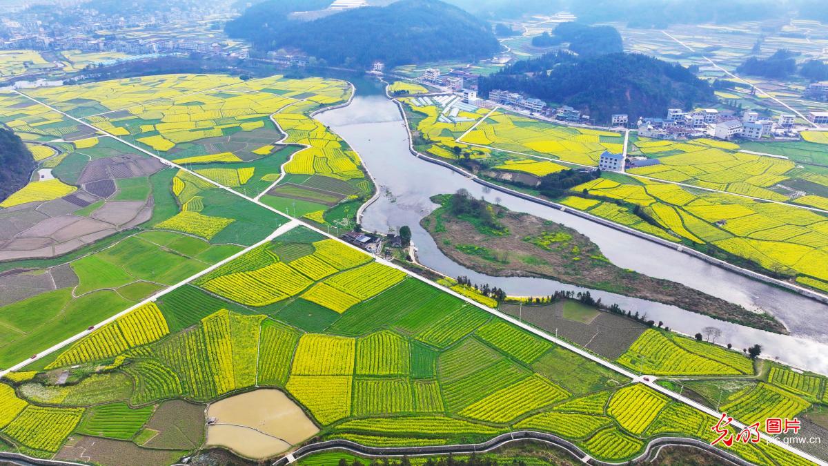 Rapeseed flowers in full bloom in SW China's Guizhou