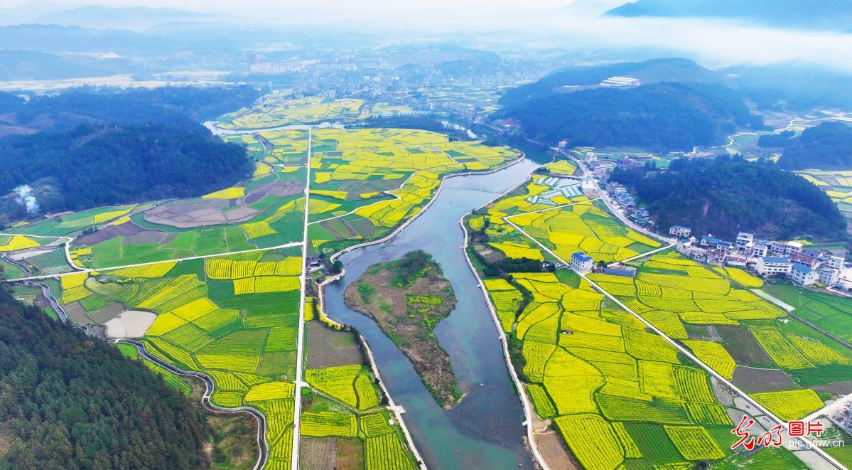 Rapeseed flowers in full bloom in SW China's Guizhou