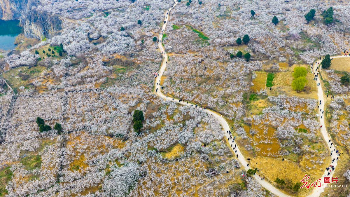 Apricot blossoms in full bloom in C China's Henan