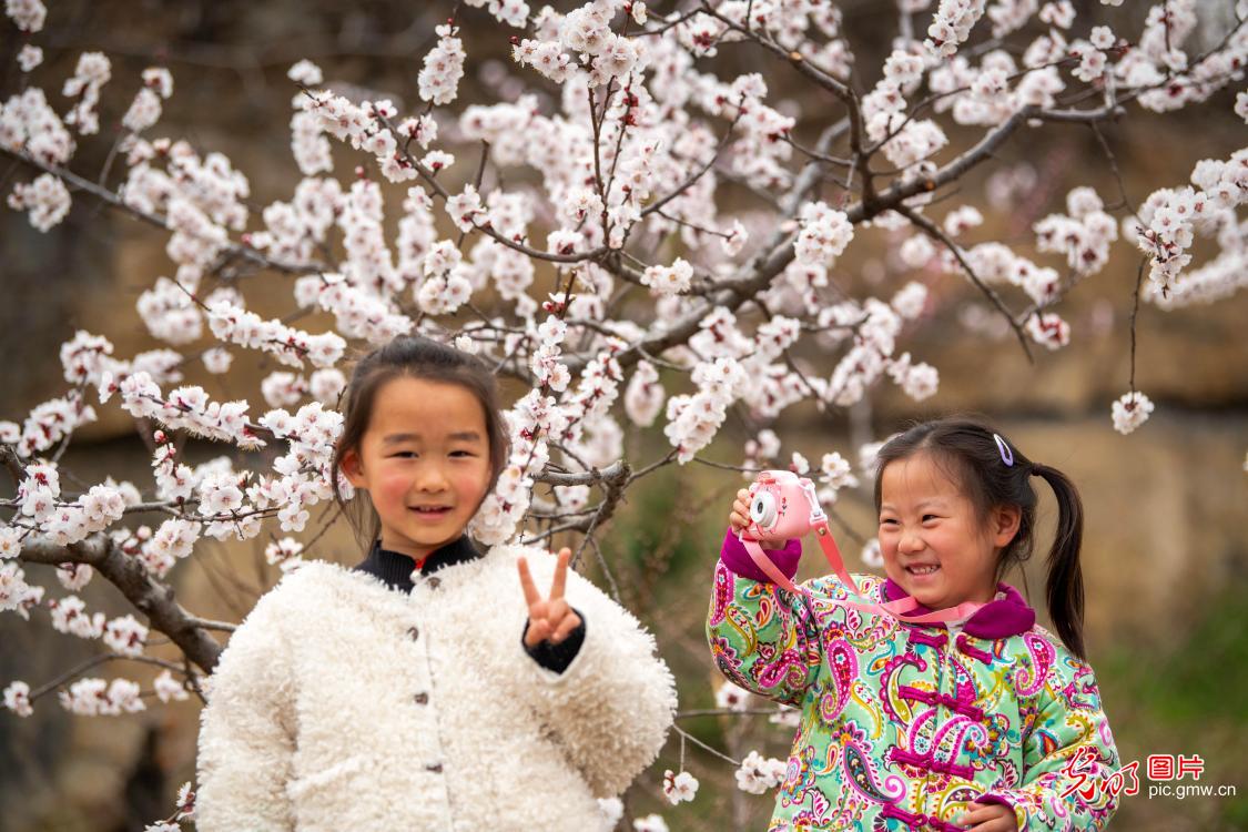 Apricot blossoms in full bloom in C China's Henan