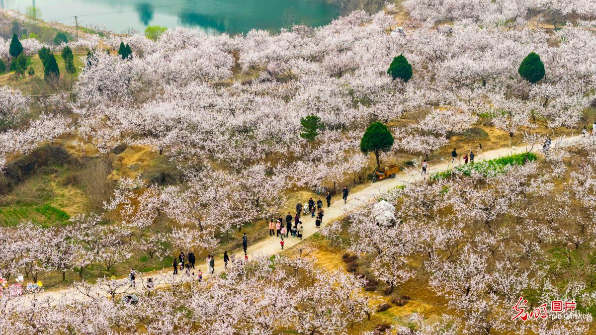 Apricot blossoms in full bloom in C China's Henan