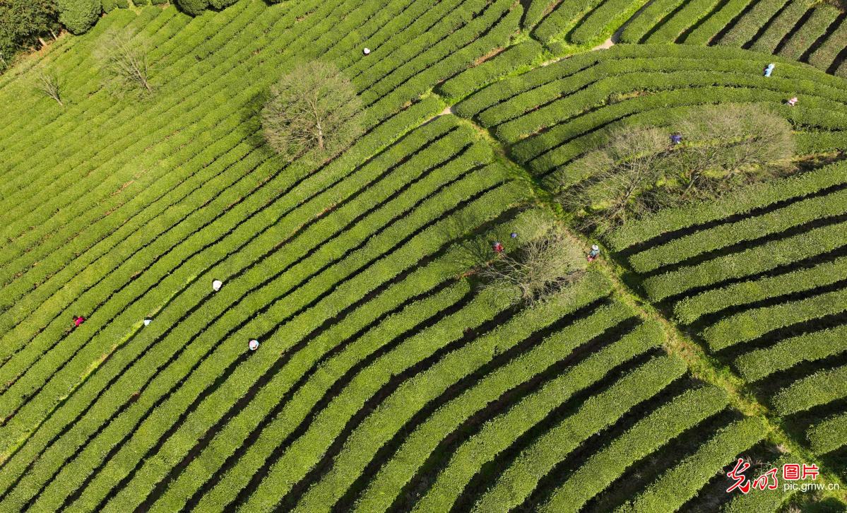 Villagers harvest spring tea in SW China's Guizhou