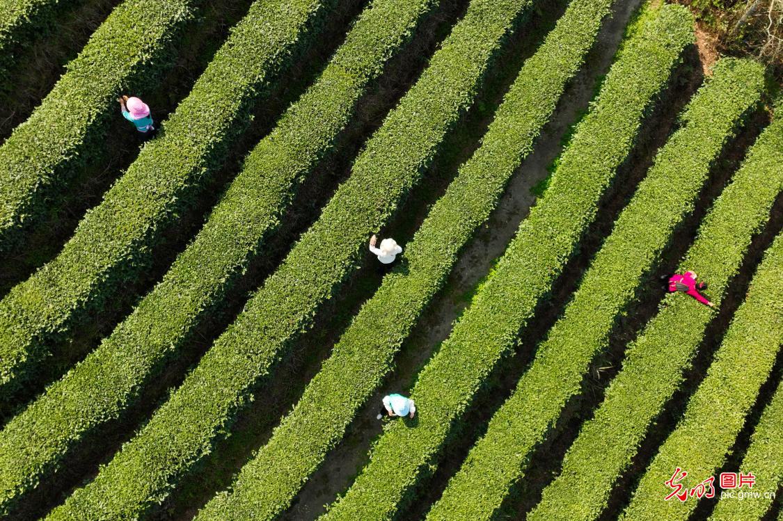 Villagers harvest spring tea in SW China's Guizhou