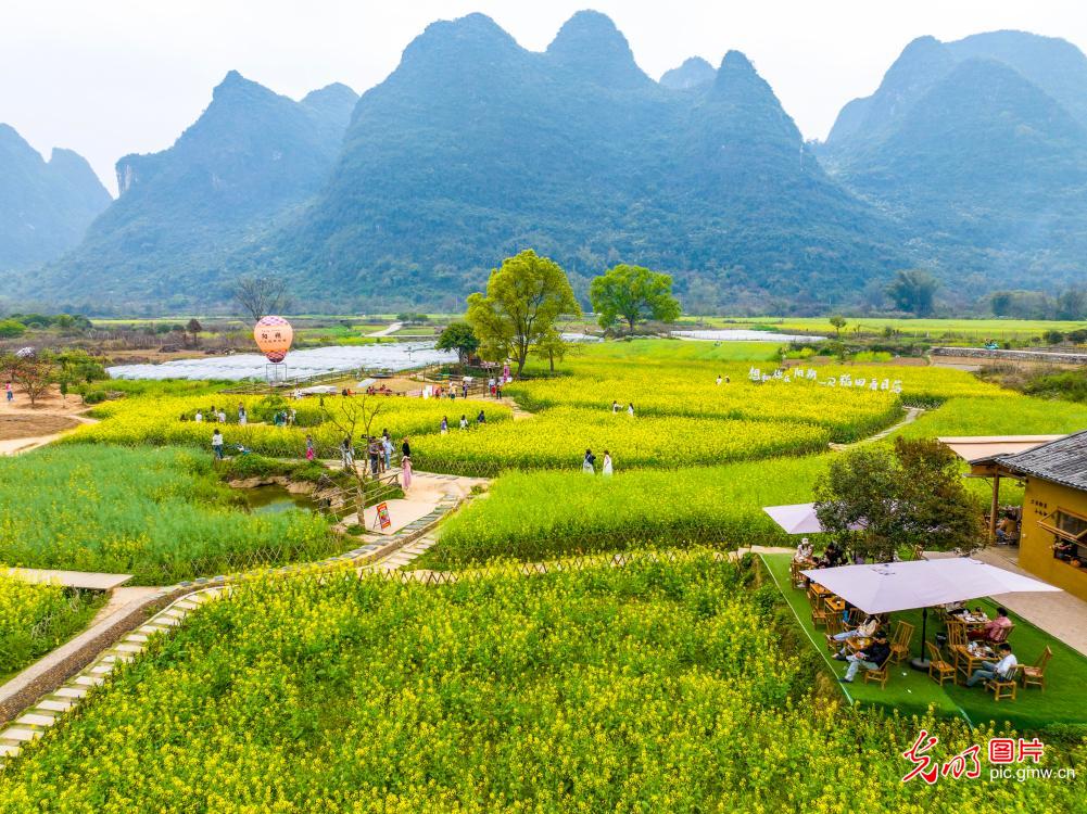 Golden rapeseed blossoms draw visitors to Yulong River in spring