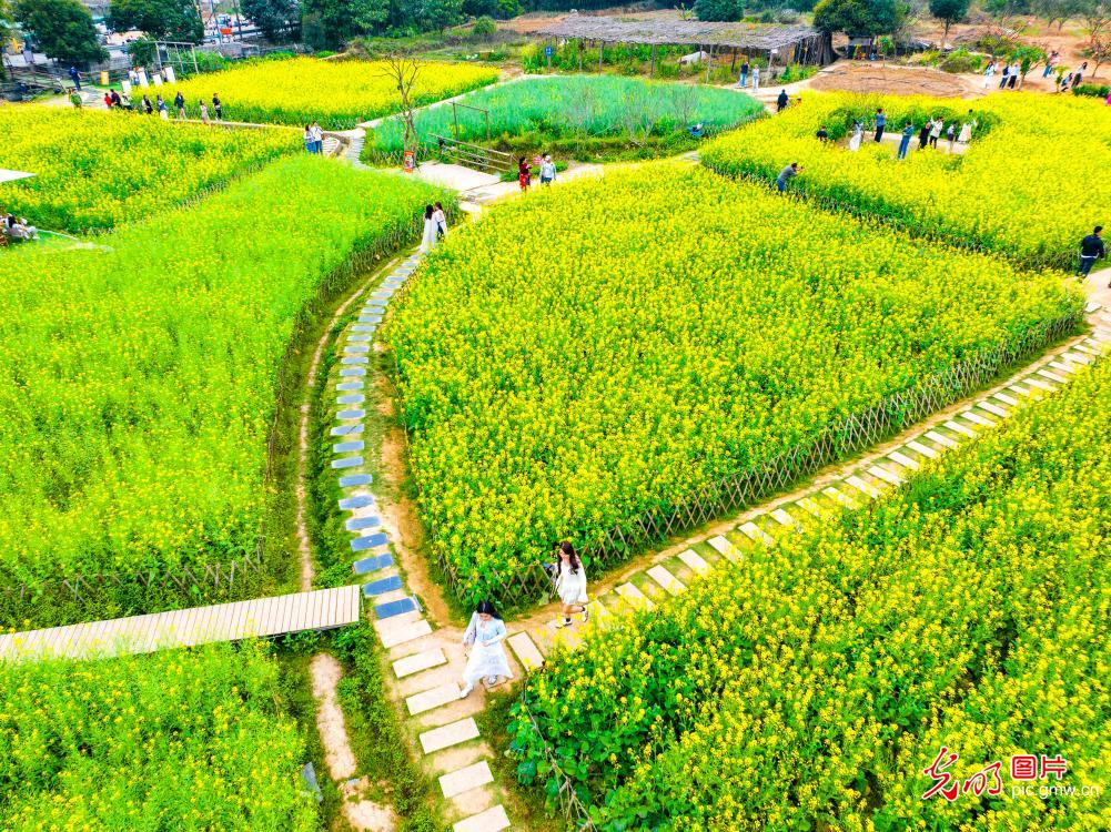 Golden rapeseed blossoms draw visitors to Yulong River in spring