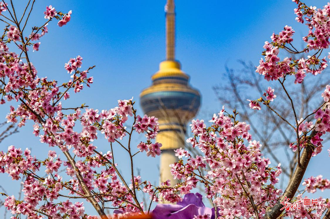 Cherry blossoms fill Yuyuantan Park with spring splendor