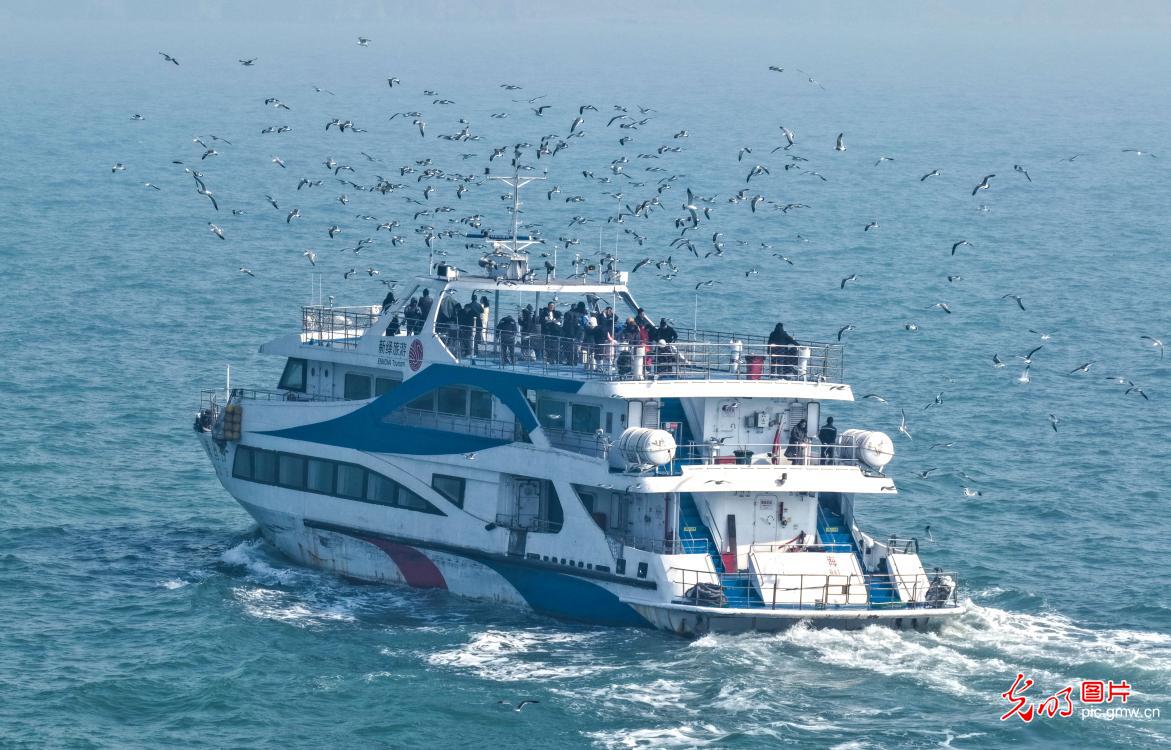Tourists enjoy interaction&nbsp;with black-tailed gulls&nbsp;in E China's Shandong