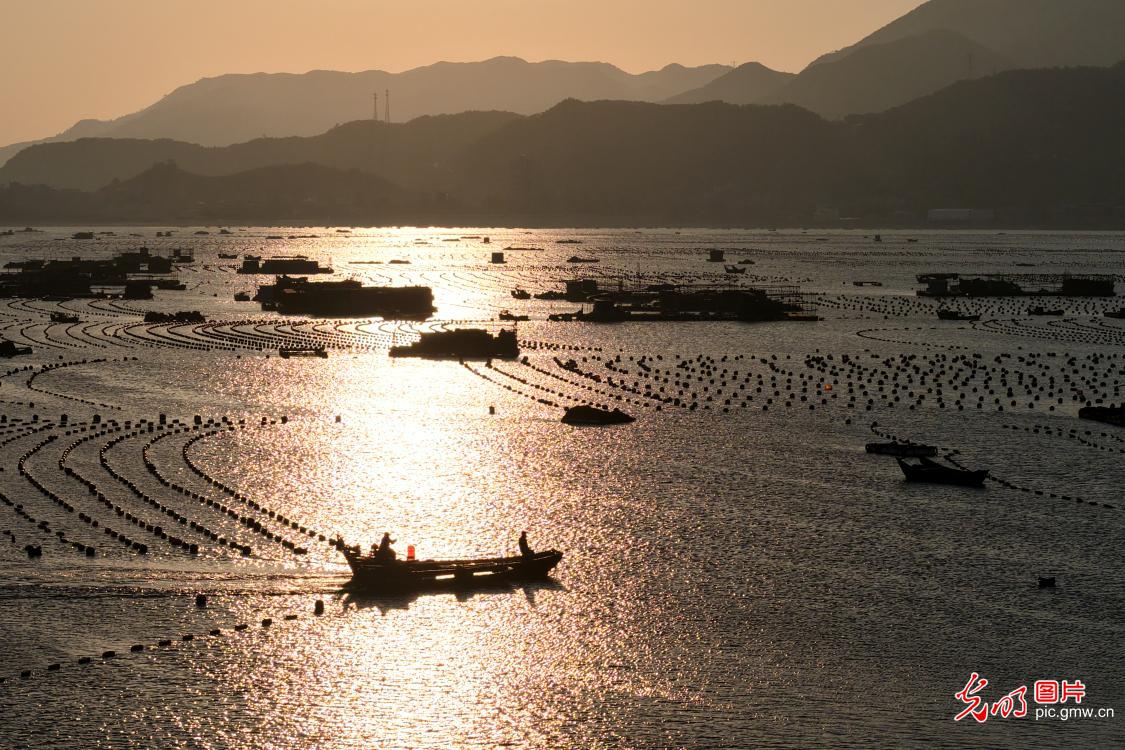 Spring farming at sea in SE China's Fujian