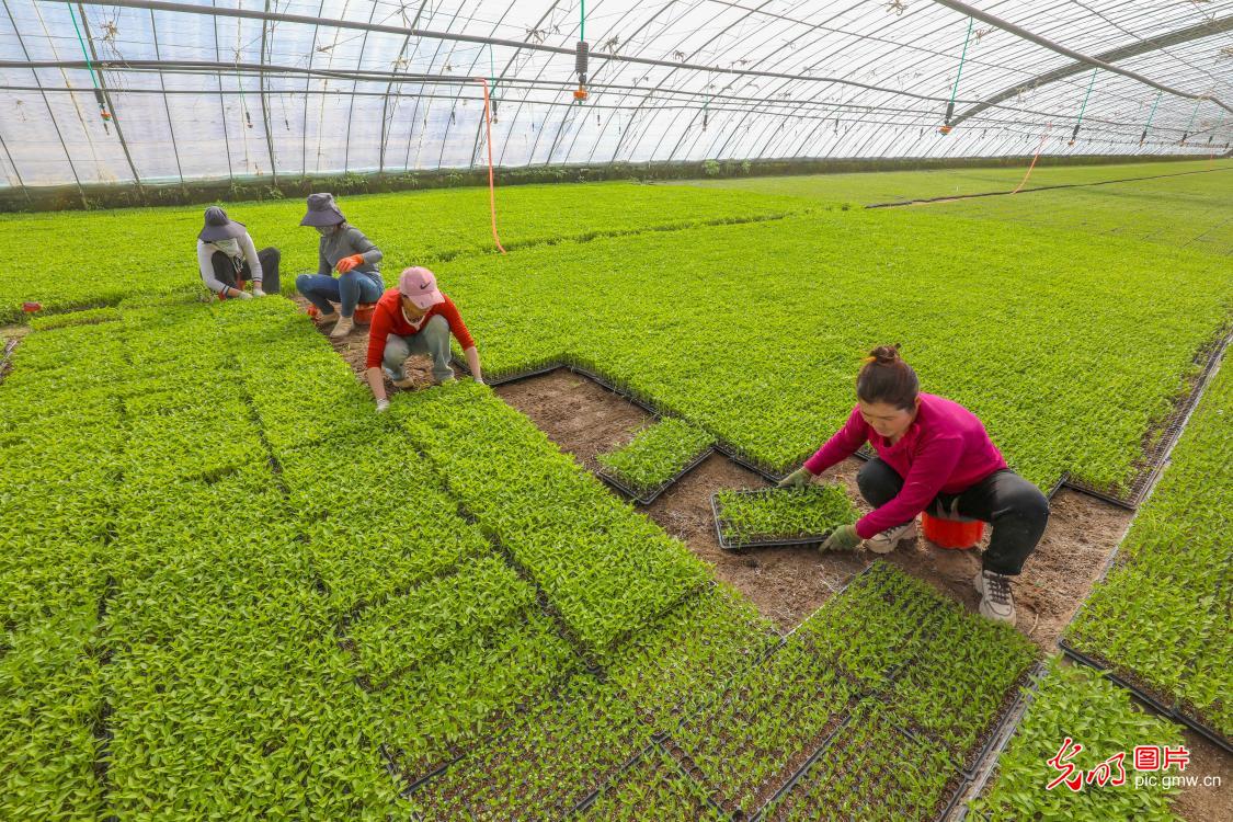 Spring farming in full swing&nbsp;across China