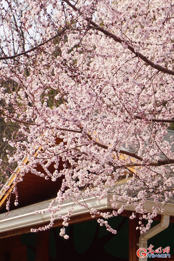 Spring blossoms attract visitors to Taoranting Park in Beijing