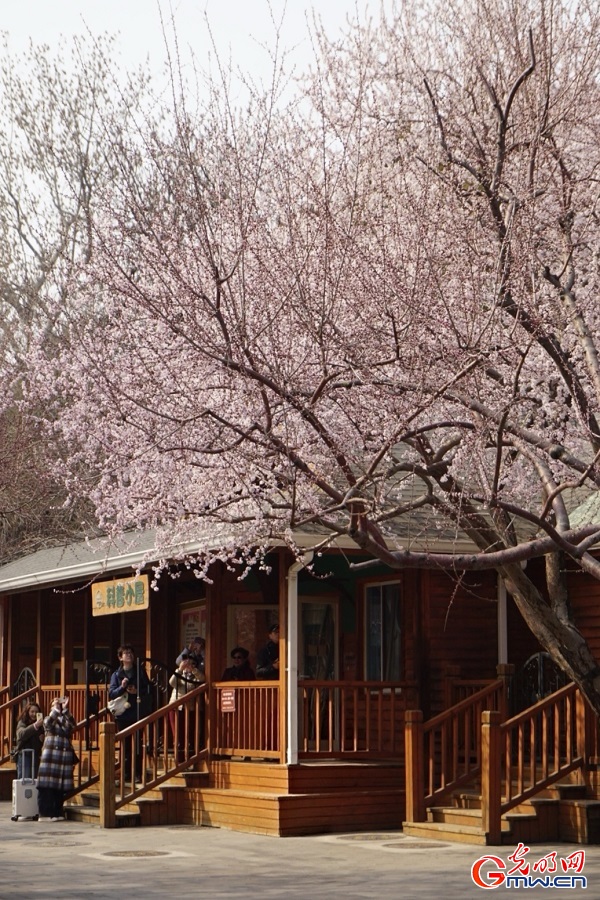 Spring blossoms attract visitors to Taoranting Park in Beijing